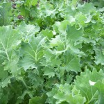 Kale is a low demand vegetable (but highly nutritious).