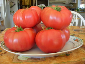 A generous harvest of my Pruden's Purple tomatoes.